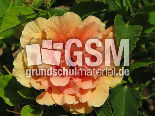 Hibiskus gefüllt.jpg